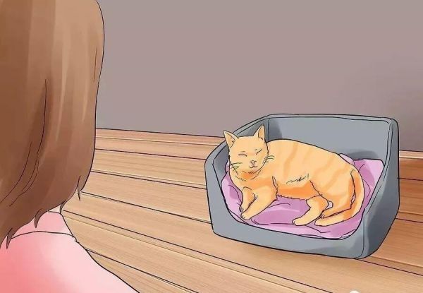 给猫接生需要准备什么？猫咪的生产与产后护理方法