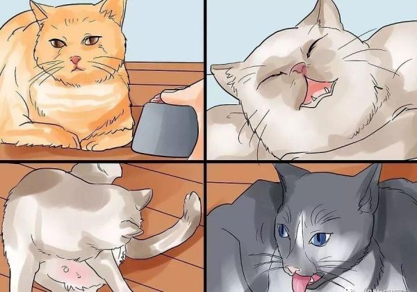 给猫接生需要准备什么？猫咪的生产与产后护理方法