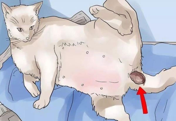 给猫接生需要准备什么？猫咪的生产与产后护理方法