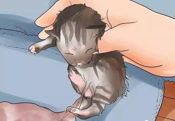 给猫接生需要准备什么？猫咪的生产与产后护理方法