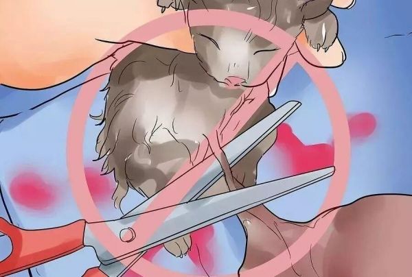 给猫接生需要准备什么？猫咪的生产与产后护理方法