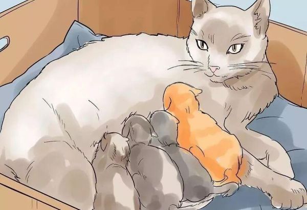 给猫接生需要准备什么？猫咪的生产与产后护理方法
