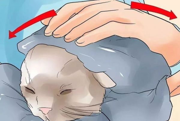 给猫接生需要准备什么？猫咪的生产与产后护理方法