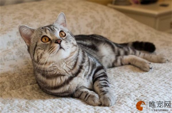 猫咪生产时怎么帮它 产后如何保暖