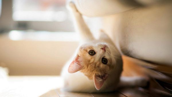 宠物健康管理App