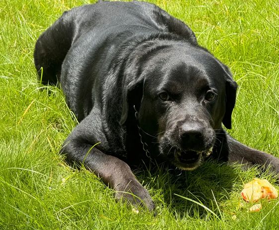 拉布拉多增肥狗粮推荐
