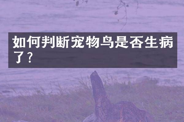 如何判断宠物鸟是否生病了?