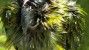 Wet parrot after bath