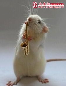 “宠物小贴士：老鼠繁殖季，注意空间与营养哦”