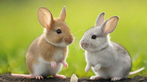 老鼠和兔子的区别与饲养技巧:从生理到文化全面解析 第1张