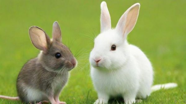 老鼠和兔子的区别与饲养技巧:从生理到文化全面解析 第3张