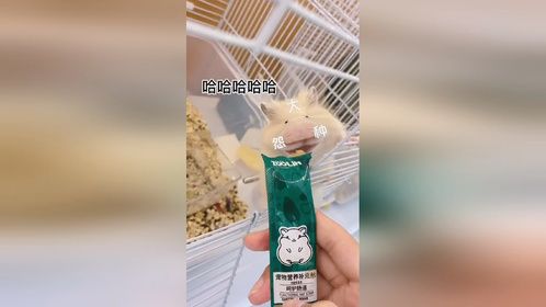 大怨鼠奶油弟弟