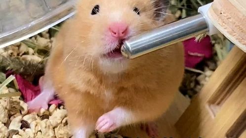 突然就呆住了好可爱！