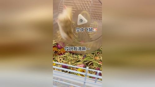芒果是我家最爱跑轮的鼠子，白天也跑晚上也跑