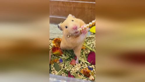 一边一字马一边吃零食哈哈哈