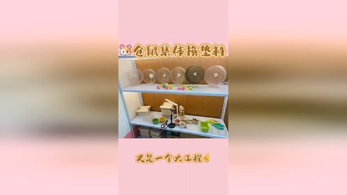 养仓鼠使我快乐，加油！养鼠人