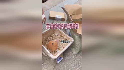 榴莲鼠米熊～大胖子一只～一位小姐姐发来的