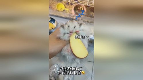 长毛怪不爱吃苹果。