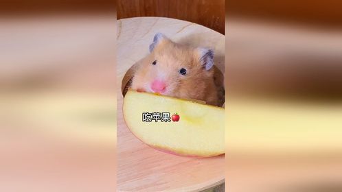 香香脆脆我们都爱美好时光苹果