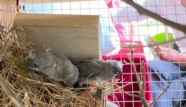 怎么和珍珠鸟玩