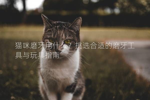 猫咪磨牙用什么？挑选合适的磨牙工具与玩具指南