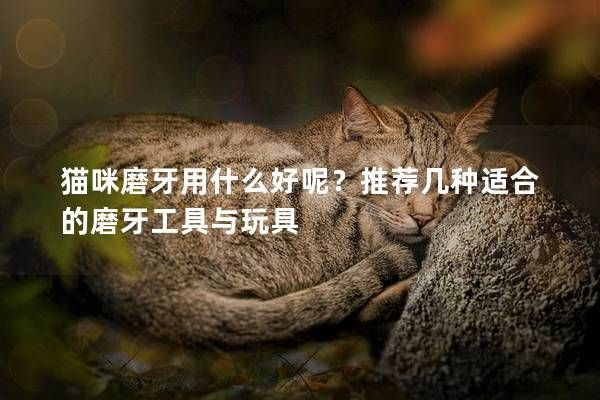猫咪磨牙用什么好呢？推荐几种适合的磨牙工具与玩具