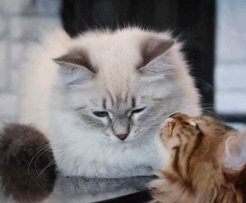 猫咪为何不爱玩具？探究宠物玩具偏好心理。