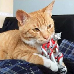 猫咪为何不爱玩具？探究宠物玩具偏好心理。