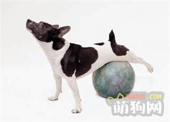 狗狗减肥的五个运动工具