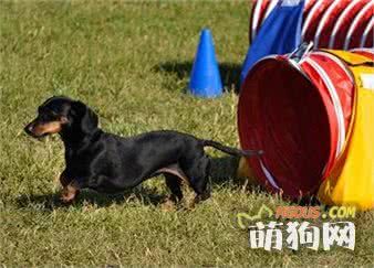 狗狗减肥的五个运动工具