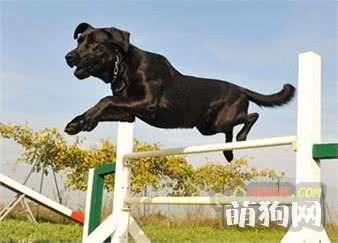 狗狗减肥的五个运动工具