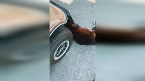 二咪子给我盯梢，我给它去买猫粮