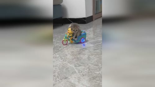 二咪子车速太快了，刹车已经来不及了