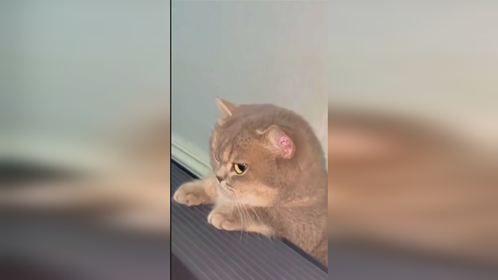 二咪子和韩哥瞪眼，看谁瞪过谁