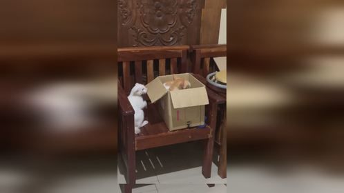 想打打不过，只能搞偷袭，其实啥也不是