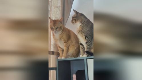 二咪子是不是悄悄说我坏话呢，太气人了