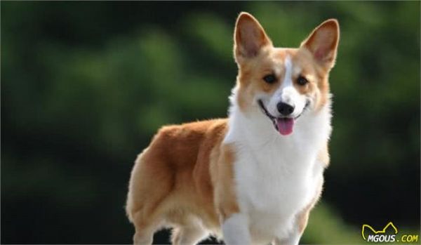 科学养狗≠吃犬粮,2种适合懒人的营养狗饭,比犬粮经济健康得多