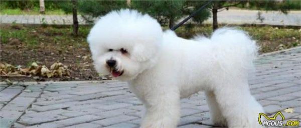 科学养狗≠吃犬粮,2种适合懒人的营养狗饭,比犬粮经济健康得多