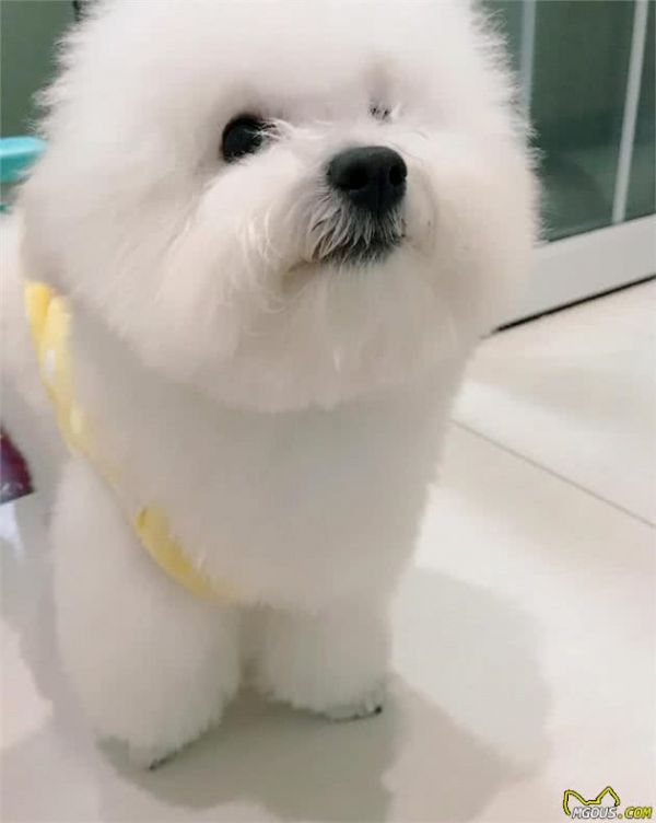 科学养狗≠吃犬粮,2种适合懒人的营养狗饭,比犬粮经济健康得多