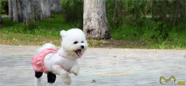 科学养狗≠吃犬粮,2种适合懒人的营养狗饭,比犬粮经济健康得多