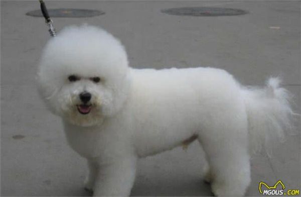 科学养狗≠吃犬粮,2种适合懒人的营养狗饭,比犬粮经济健康得多