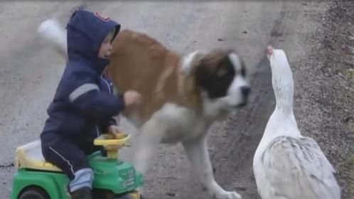 小男孩被大鹅欺负，狗狗冲上前对峙，接下来笑翻众人