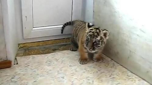 小老虎被当猫撸，小家伙生气了：老虎不发威，你当我是胖橘呀！