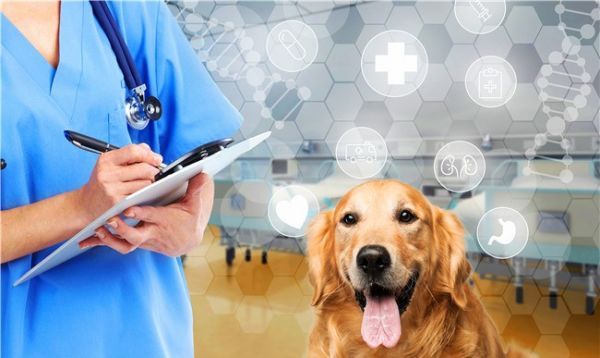 宠物服务站贵阳服务 小河宠物医院贴心