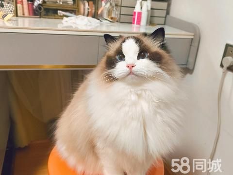 金湖宠物店/服务·上门喂猫铲屎洗澡剃毛价格平价!