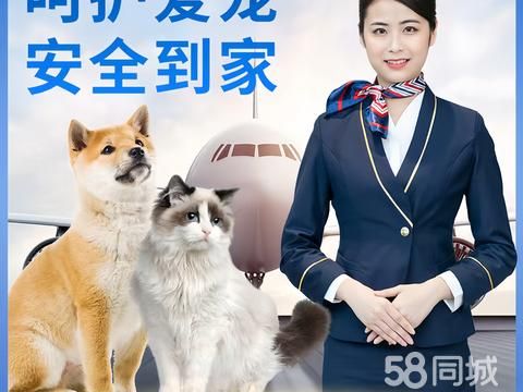 宠物托运·金湖宠物托运14年猫狗空运陆运专车火车宠物运输安全含保险