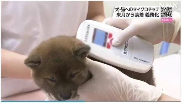 小狗比赛芯片（追踪与计时的先进科技助力狗狗竞赛领域的革新）