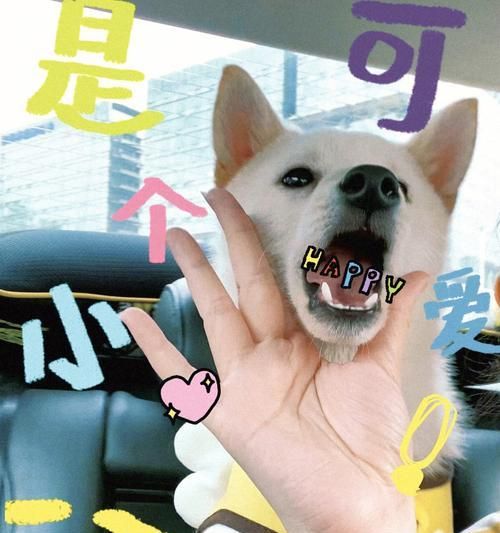 小狗比赛芯片（追踪与计时的先进科技助力狗狗竞赛领域的革新）