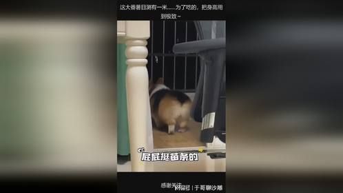 这大番薯目测有一米……为了吃的，把身高用到极致～