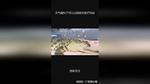 天气暖和了可以让鳄鳄来客厅玩啦
